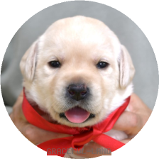 英国ラブラドールの子犬